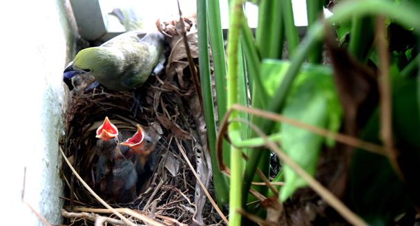 salvador, bahia / brasil - 25 de octubre de 2016: Se ve pájaro alimentando a sus crías en el barrio de Cabula en la ciudad de Salvador
.  - Foto, imagen