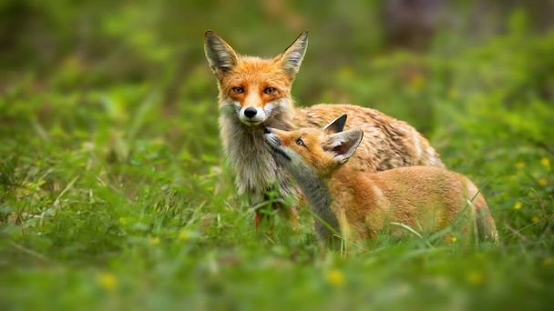 A vörös róka családja anya és a fiatal kölyök megérintik orr a természetben - Fotó, kép