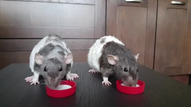 Close-up of two domestic white grey pet rats eating yogurt.hungry small funny rats eating sour cream. Fluffy and cute Dzhungar rat. - Footage, Video