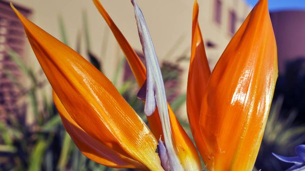 Primer plano flor naranja brillante de strelitzia, Creta, Grecia
. - Foto, imagen