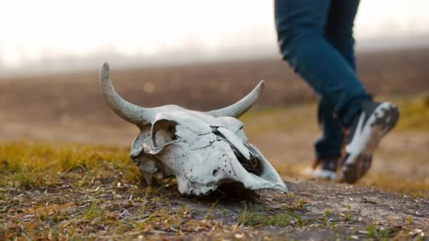 Cráneo de un toro en el campo al atardecer - Metraje, vídeo