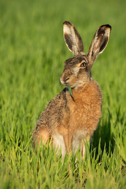 Оповістити коричневий зайця годування на зеленому полі з лезом трави в роті
. - Фото, зображення