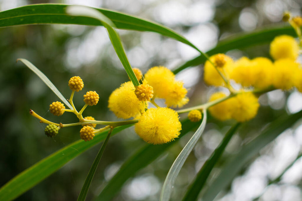 Floração da árvore mimosa (Acacia pycnantha, acácia dourada) fechar na primavera, flores amarelas brilhantes, coojong, acácia grinalda dourada, acácia alaranjada, acácia saligna
 - Foto, Imagem