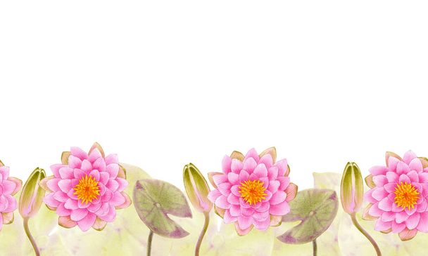 Watercolor illustration of pink water lilies with leaves and buds. Hand drawn stock illustration isolated on white background. For postcard, greeting card with flowers, invitation, banner. - Foto, afbeelding