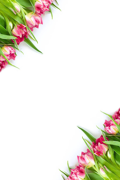 Top näkymä vaaleanpunainen tulppaani kukkia, jotka ovat vinosti valkoisella pohjalla. Käsite tasainen layout, loma, lahja, postikortti, kansainvälinen naistenpäivä, 8 maaliskuu
 - Valokuva, kuva