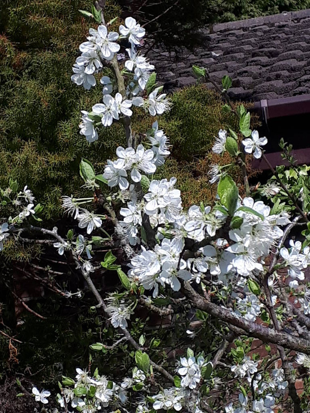 Слива Блоссом является одним из ранних цветов весны в Северной Англии. Занятые пчелы опыляют его для хорошего урожая сливы к августу - Фото, изображение