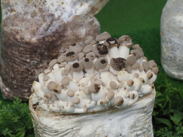 Mushrooms Mycelium Champignon Mushrooms Growing Stock-foto