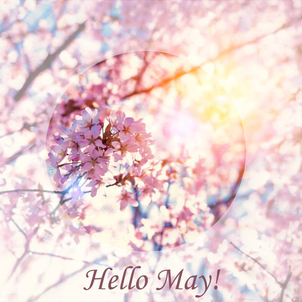 Banner Hello May. Greeting the new month. Picture with flowers. Text on a background of flowers. Hi spring. Cherry blossoms. Pink flowers. Background of flowers - Photo, Image