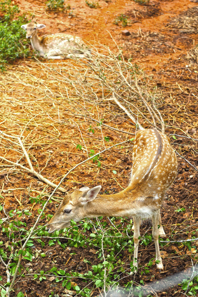 sika cervo nella natura
 - Foto, immagini
