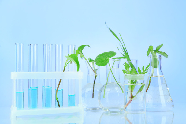 Plants in test tubes, on color background - Foto, afbeelding