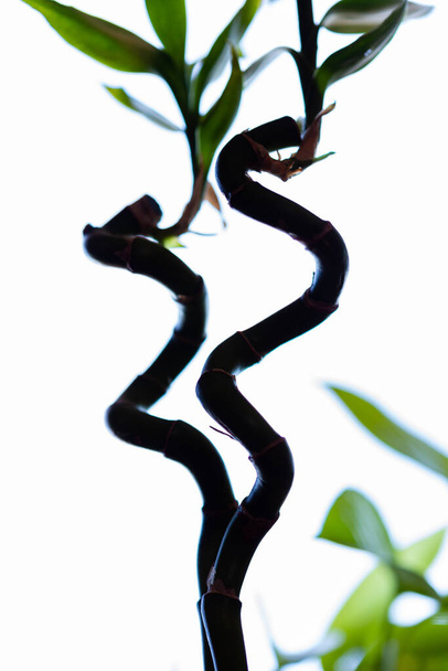 Close-up op bladverliezende kamerplant onder andere bladverliezende kamerplanten op helder geblazen achtergrond - Foto, afbeelding