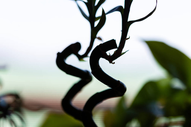 Hoge contrast afbeelding van twee krullende bamboe stengels op geblazen achtergrond - Foto, afbeelding