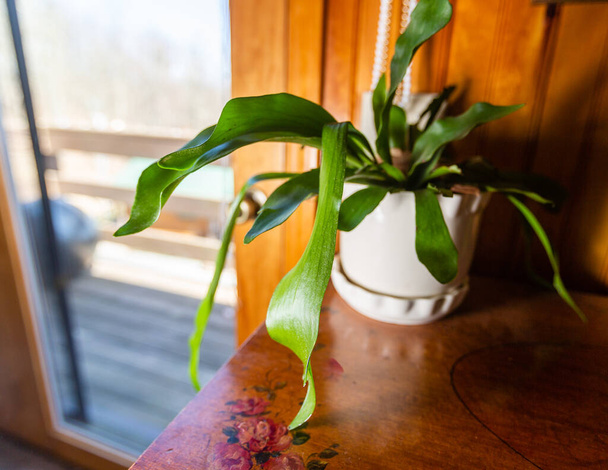 Planta en maceta de hoja verde larga en maceta blanca en cómoda de madera antigua en una casa amurallada de madera
 - Foto, imagen