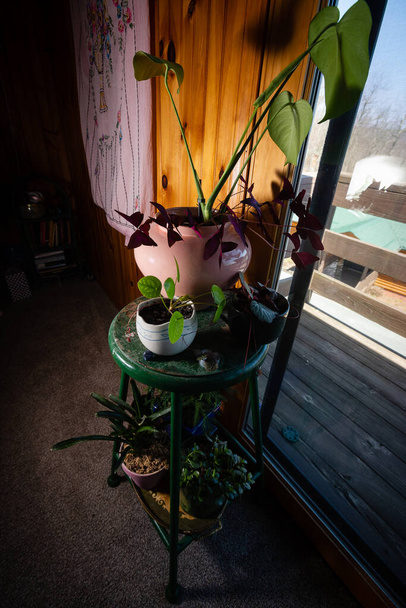 Многоуровневый стул, покрытый в горшках растений в деревянных стенах дом с розовым гобеленом и окно с крыльцом на ярко-голубом фоне неба под высоким углом 45 градусов
 - Фото, изображение
