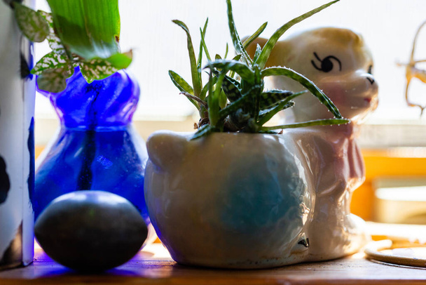 Pianta d'appartamento tipo aloe in vaso in vaso d'agnello bianco vintage circondato da ninnoli ninnoli su un davanzale di legno
 - Foto, immagini