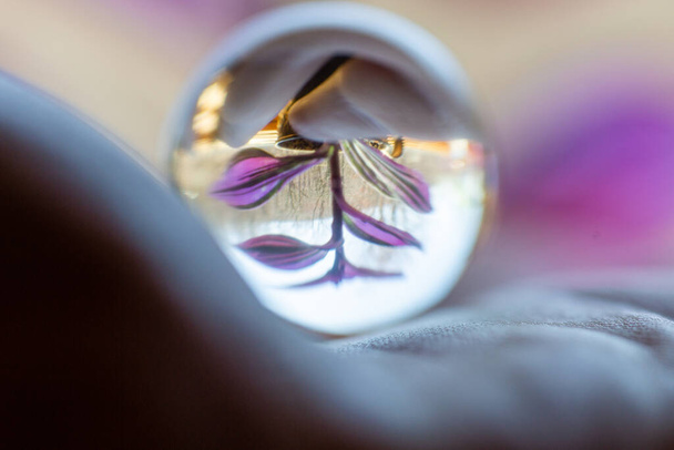 Перевернутый листовой фиолетовый чехол, отраженный в хрустальном шаре, удерживаемом в ладони мужчины
 - Фото, изображение