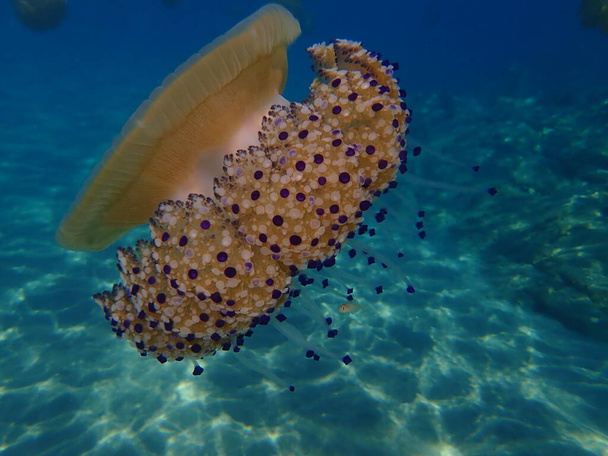 Medusas mediterráneas, gelatina mediterránea o medusas de huevo frito (Cotylorhiza tuberculata), Mar Egeo, Grecia, Halkidiki
 - Foto, Imagen