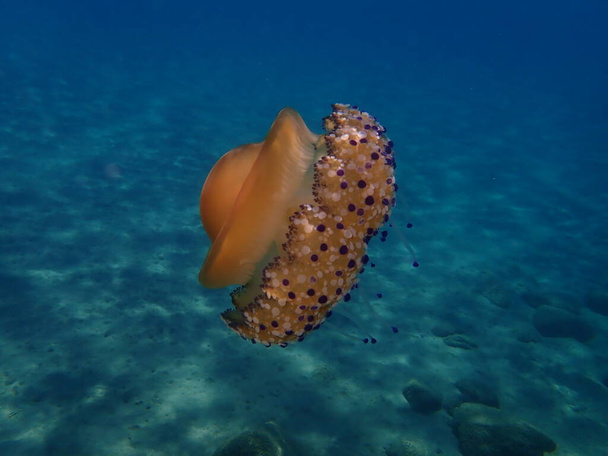 Meduza śródziemnomorska, galaretka śródziemnomorska lub meduza (Cotylorhiza tuberculata), Morze Egejskie, Grecja, Halkidiki - Zdjęcie, obraz