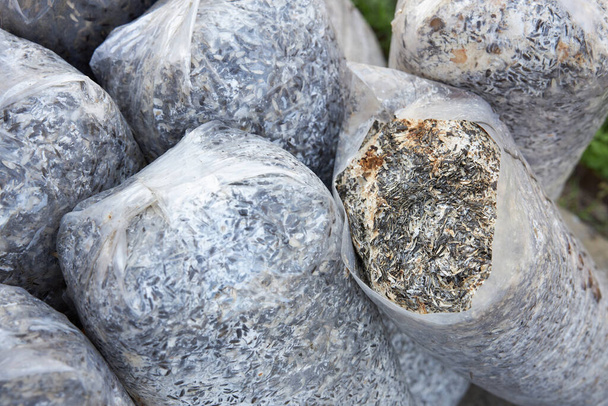 Sacos de plástico com cascas de sementes de girassol como estrume natural do solo
 - Foto, Imagem
