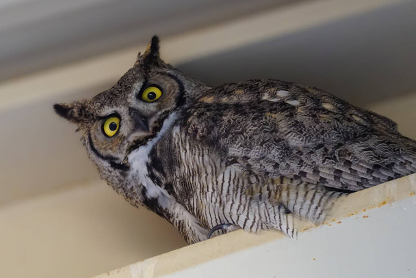 A female Great Horned Owl perched in the rafters looks straight at the camera. - Photo, Image