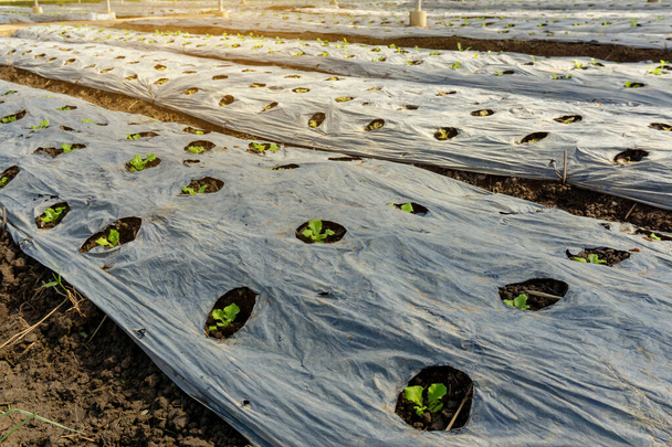 Plantacje warzyw na ekologicznym gruncie uprawnym, młode sadzonki sałaty zielonej liści rozprzestrzeniające się na brązowej pokrywie gleby czarnym plastikowym arkuszem w szkółce pod osłoną szklarni - Zdjęcie, obraz