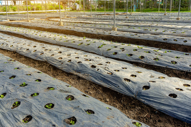 有機農地の野菜プランテーション、温室の陰影の下で保育園の黒いプラスチックシートによって茶色の土壌カバーに広がる若い緑の葉レタスの苗 - 写真・画像