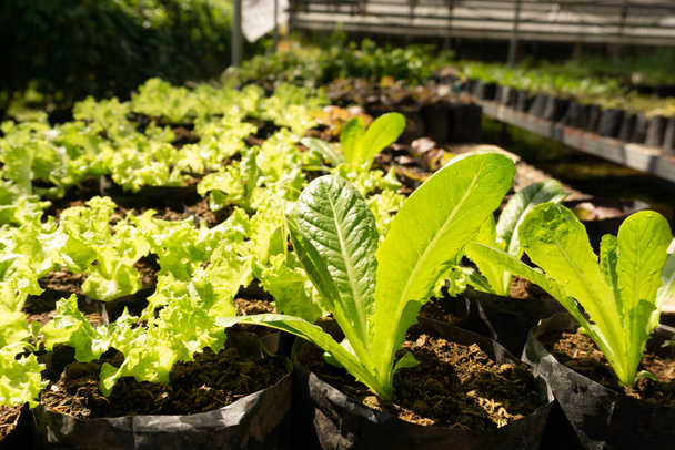 Plantacja warzyw na ekologicznym gruncie uprawnym, młoda sałata z liści dębu zielonego rozprzestrzeniająca się na brązowej pokrywie gleby czarnym arkuszem tworzywa sztucznego w szkółce w cieniu szklarni - Zdjęcie, obraz