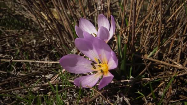 Ephemeral flowers, primroses in the wild (Colchicum ancyrense), autumn crocus, meadow saffron and naked lady. Rare view from the Red Book of Ukraine - 映像、動画