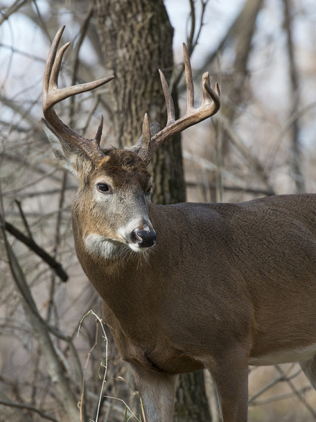Large Whitetail Deer - Photo, Image