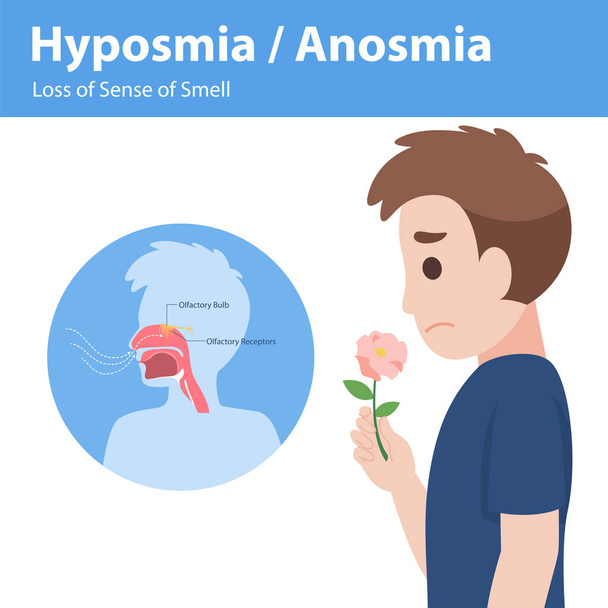 Hiposmia Anosmia, Pérdida del Sentido del Olfato Elementos gráficos los signos del virus corona Síntomas, Concepto de cuidado de la salud
 - Vector, imagen