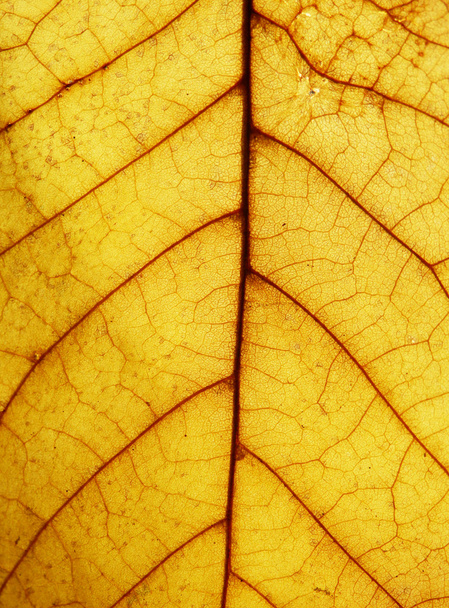 Fondo de otoño abstracto con hojas de color
 - Foto, Imagen