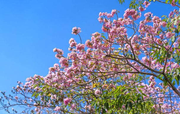 Rózsaszín liliom fényesen virágzik a korai napsütésben. Ez egy kis harang alakú virág, ami tavasszal virágzik és szereti a napfényt. - Fotó, kép