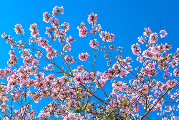 Розовые лилии ярко цветут в раннем солнечном свете. Это небольшой колокольчатый цветок, который обычно цветет весной и любит солнечный свет - Фото, изображение