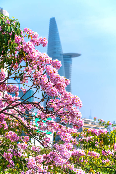 Tabebuia rosea o trompeta rosa floreciendo con el telón de fondo de un edificio en forma de bambú. - Foto, Imagen