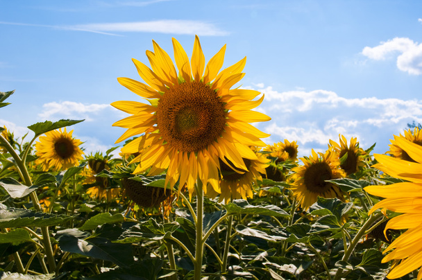 Sundflowers - Foto, afbeelding