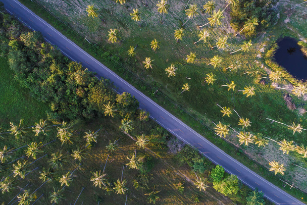 Pole plantacji palm kokosowych z widokiem na wiejskie drogi lotnicze, Przemysł rolniczy - Zdjęcie, obraz