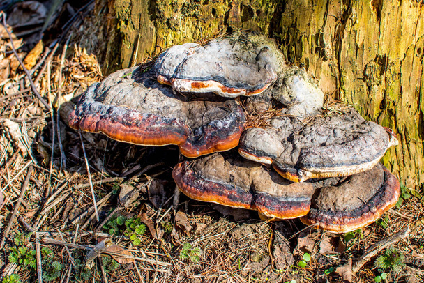 Tinder fungus (Fomes fomentarius) close-up - Photo, Image