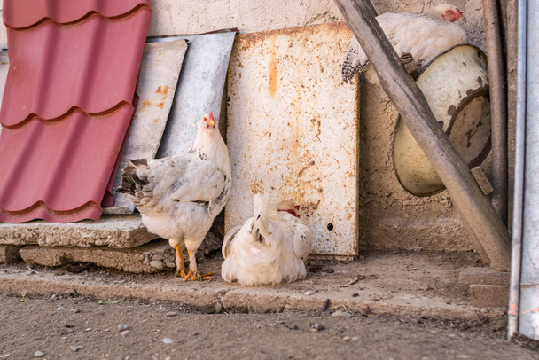Köyün bahçesinde tavuk otlatıyor.  - Fotoğraf, Görsel