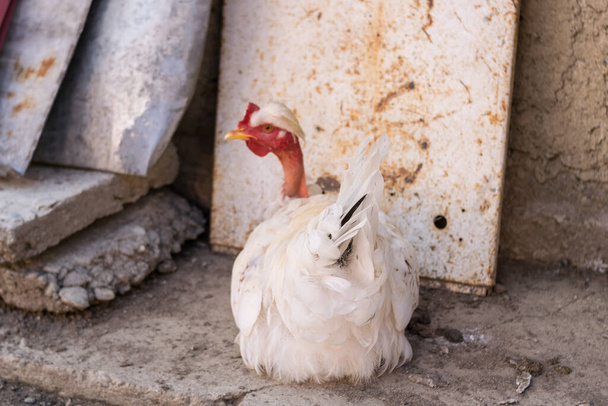 kippen grazen op de binnenplaats in het dorp  - Foto, afbeelding