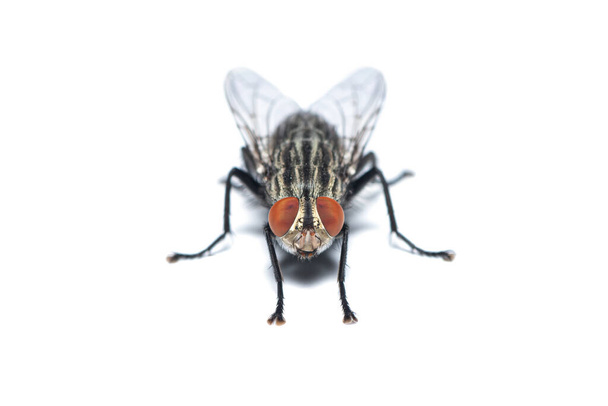 Вид спереди Housefly изолирован на белом фоне
 - Фото, изображение