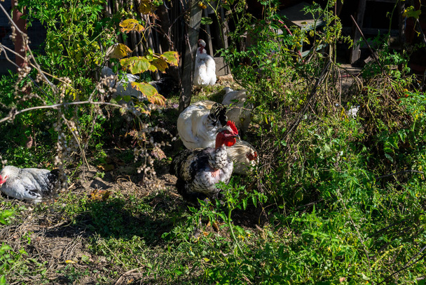 Köyün bahçesinde tavuk otlatıyor. - Fotoğraf, Görsel