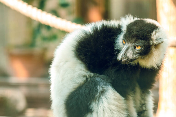 Lemur with big eyes in a zoo. Animals in captivity. - Фото, изображение