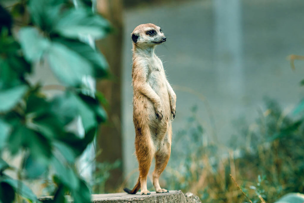 Meerkat stands on its hind legs on a green background of leaves. Wild nature. - Photo, Image