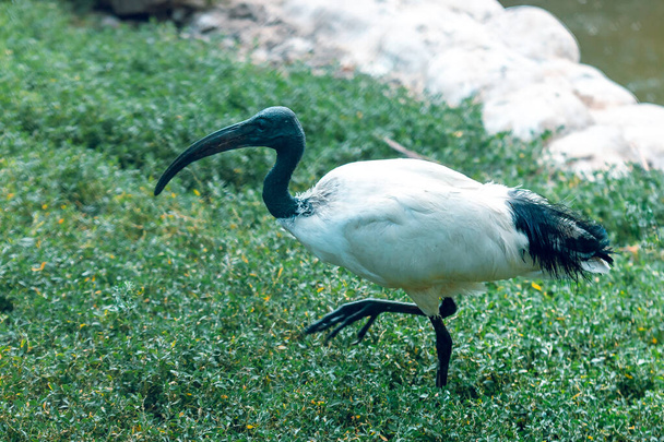 Een ibis met zwarte hals. In de wilde natuur. - Foto, afbeelding