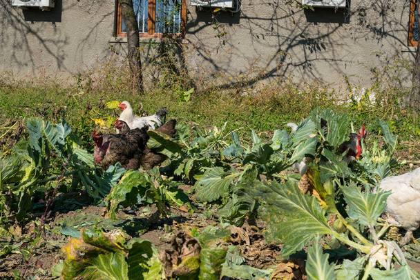 grupo de pollos domésticos en la granja - Foto, imagen