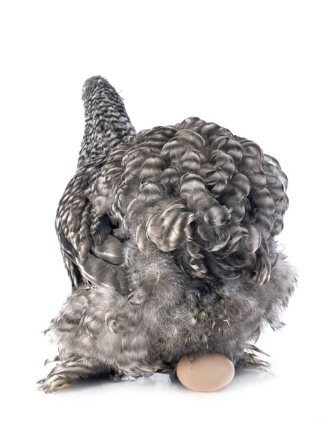 cuckoo Cochin chicken in front of white background - Photo, Image