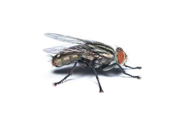 Vista derecha de la mosca doméstica aislada sobre fondo blanco
 - Foto, Imagen