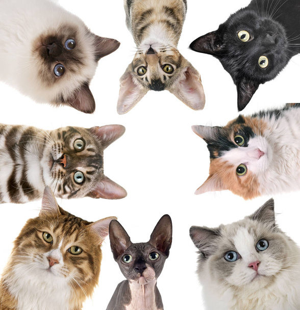 groupe de chats devant fond blanc
 - Photo, image