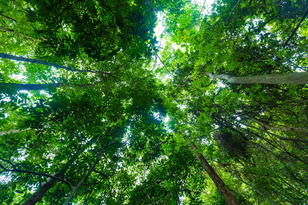 Trópusi esőerdő zöld fa napos nap felkelés kilátás természet táj - Fotó, kép