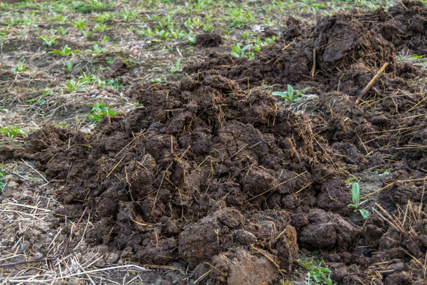 close up view of manure on the ground - Photo, Image
